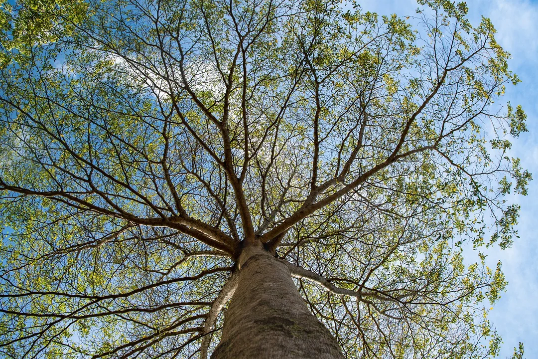 Powiat Kłodzki. Zgłoszono 7 drzew w konkursie „Drzewo Powiatu Kłodzkiego 2023” - Zdjęcie główne