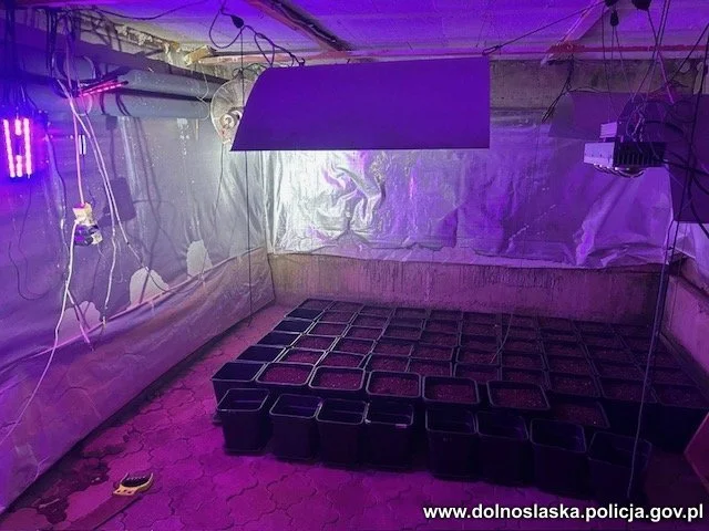 Plantator z Nowej Rudy skazany - Zdjęcie główne