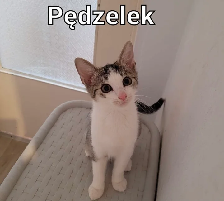 Zwierzęta z TOZ do adopcji - Ząbkowice Śląskie