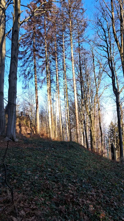 Nowa Ruda. Wycinka drzew w pobliżu sanktuarium MB Bolesnej na Górze Wszystkich Świętych zakończona [zdjęcia]