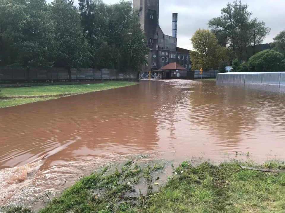 Ścinawka Średnia. Biedronka pod wodą [zdjęcia]