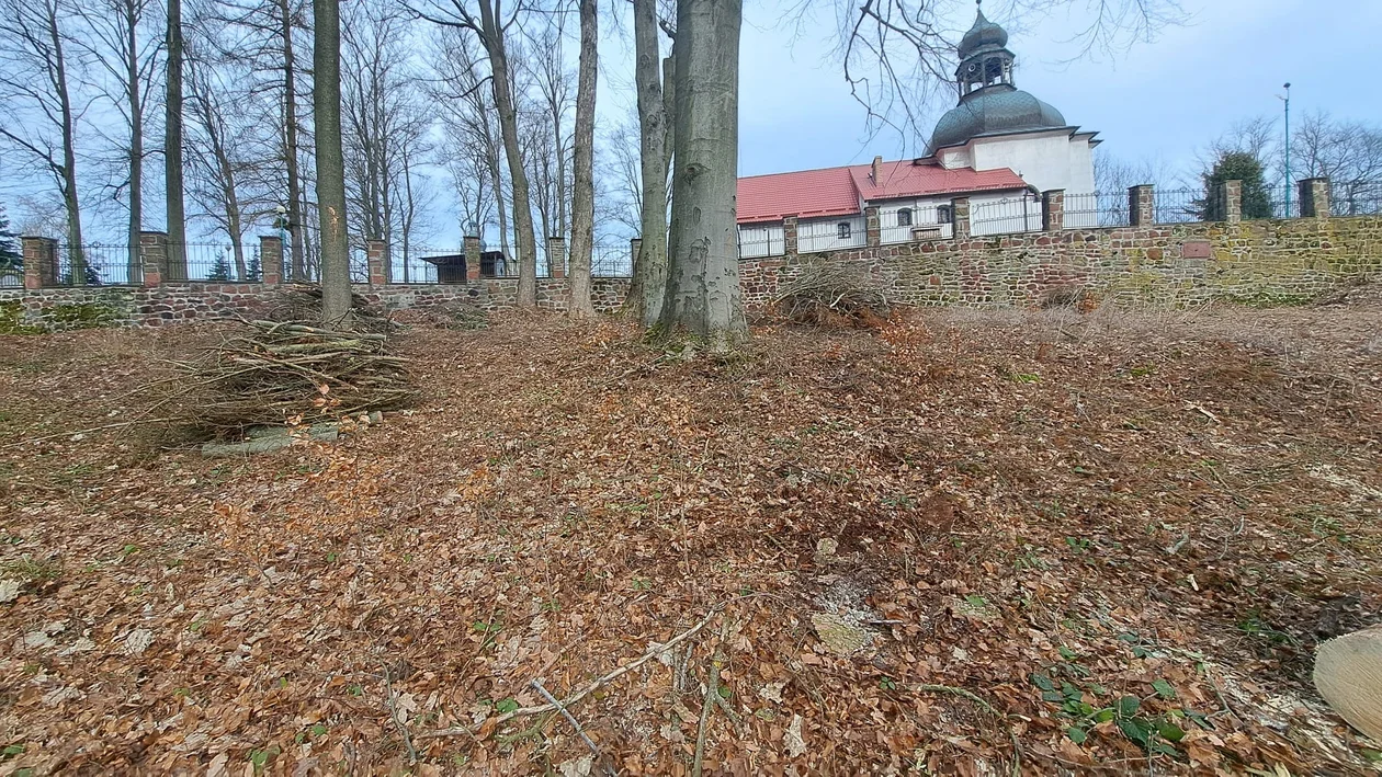 Nowa Ruda. Wycinka drzew w pobliżu sanktuarium MB Bolesnej na Górze Wszystkich Świętych zakończona [zdjęcia]