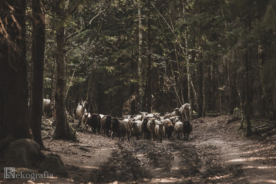 "Skąd się bierze wełna" w Karłowie [galeria]