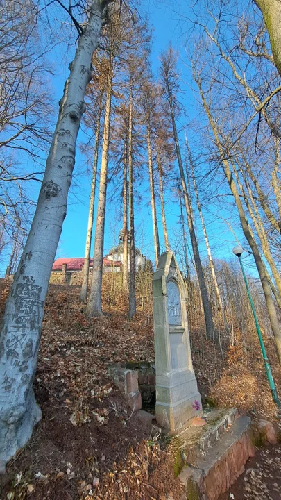 Nowa Ruda. Wycinka drzew w pobliżu sanktuarium MB Bolesnej na Górze Wszystkich Świętych zakończona [zdjęcia]