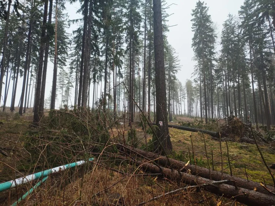 Nadleśnictwo Zdroje wprowadziło zakaz wstępu do lasu - Zdjęcie główne