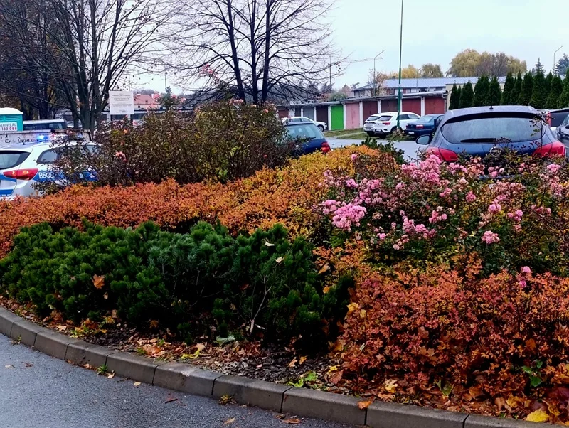 Nie zapiął pasów i próbował uciec. Finał? Stłuczka na oczach policjantów