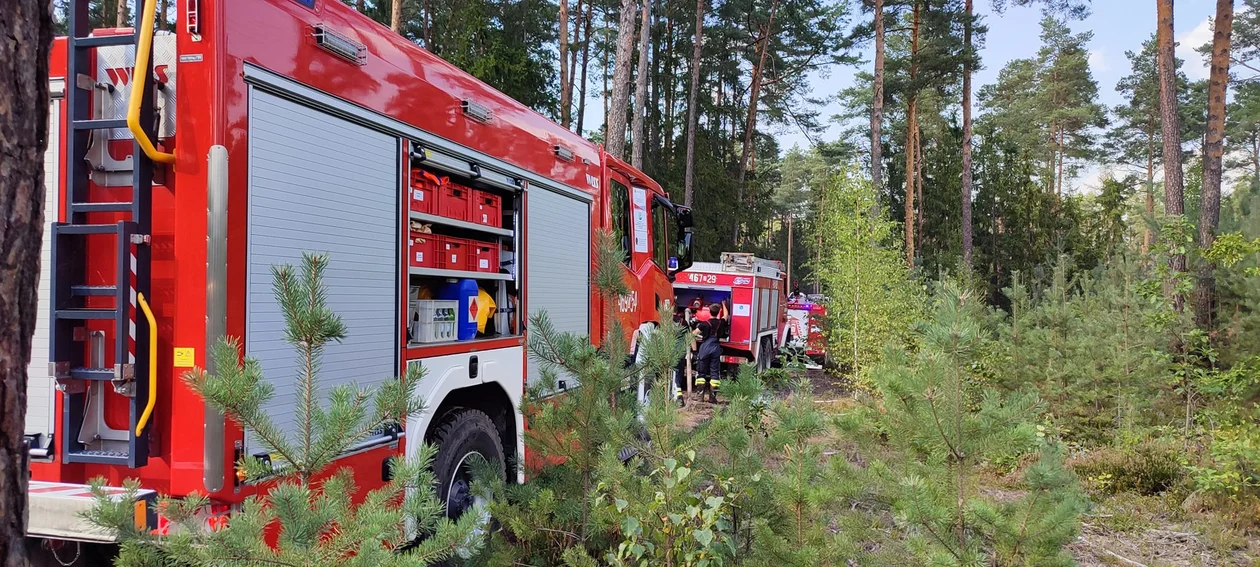 Wolany. Pożar lasu. Spłonęło około pół hektara młodnika i poszycia leśnego