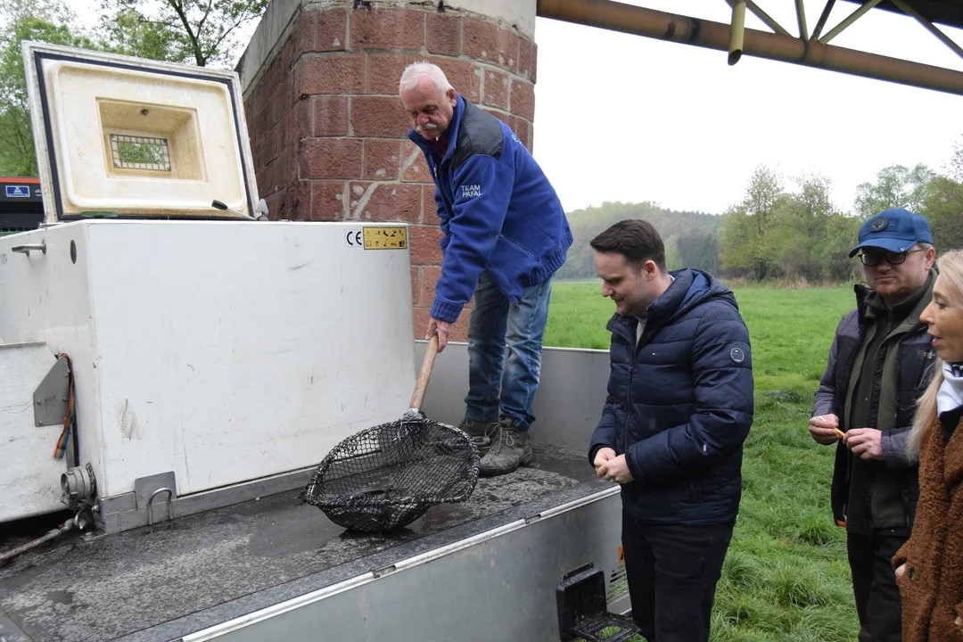 Kłodzko. 230 kg pstrąga potokowego trafiło do Nysy