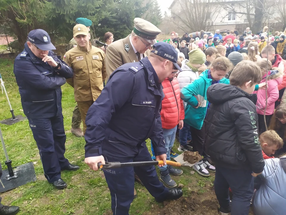 Nowa Ruda. Potomek dębu "Chrobry" rośnie już w parku w Słupcu [zdjęcia]