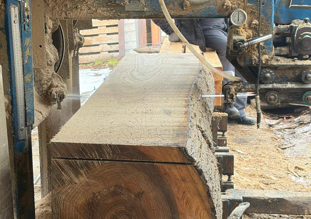 Kłodzko. Co powstanie z powalonego drzewa? - Zdjęcie główne