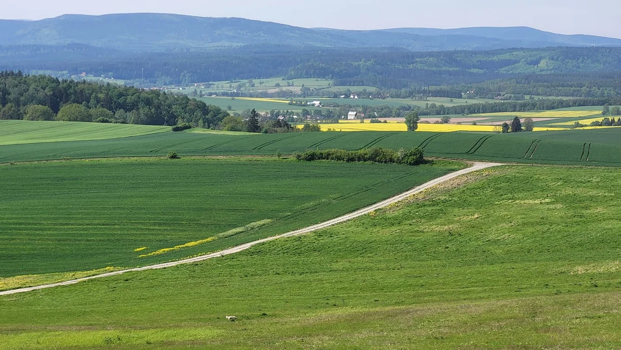 Wiosna w obiektywie naszych czytelników [galeria]