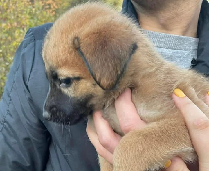 Zwierzęta z TOZ do adopcji - Ząbkowice Śląskie