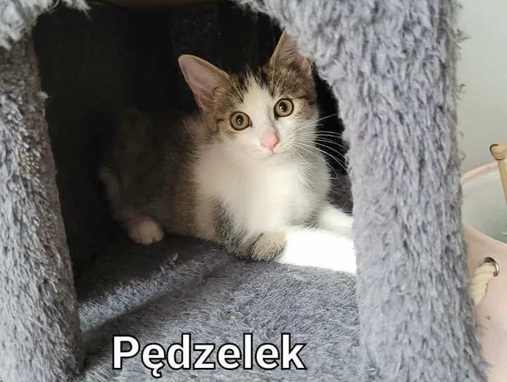 Zwierzęta z TOZ do adopcji - Ząbkowice Śląskie