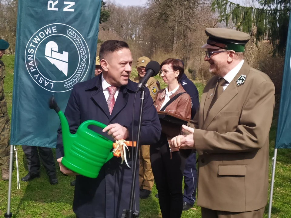 Nowa Ruda. Potomek dębu "Chrobry" rośnie już w parku w Słupcu [zdjęcia]