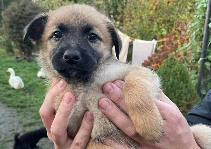 Zwierzęta z TOZ do adopcji - Ząbkowice Śląskie