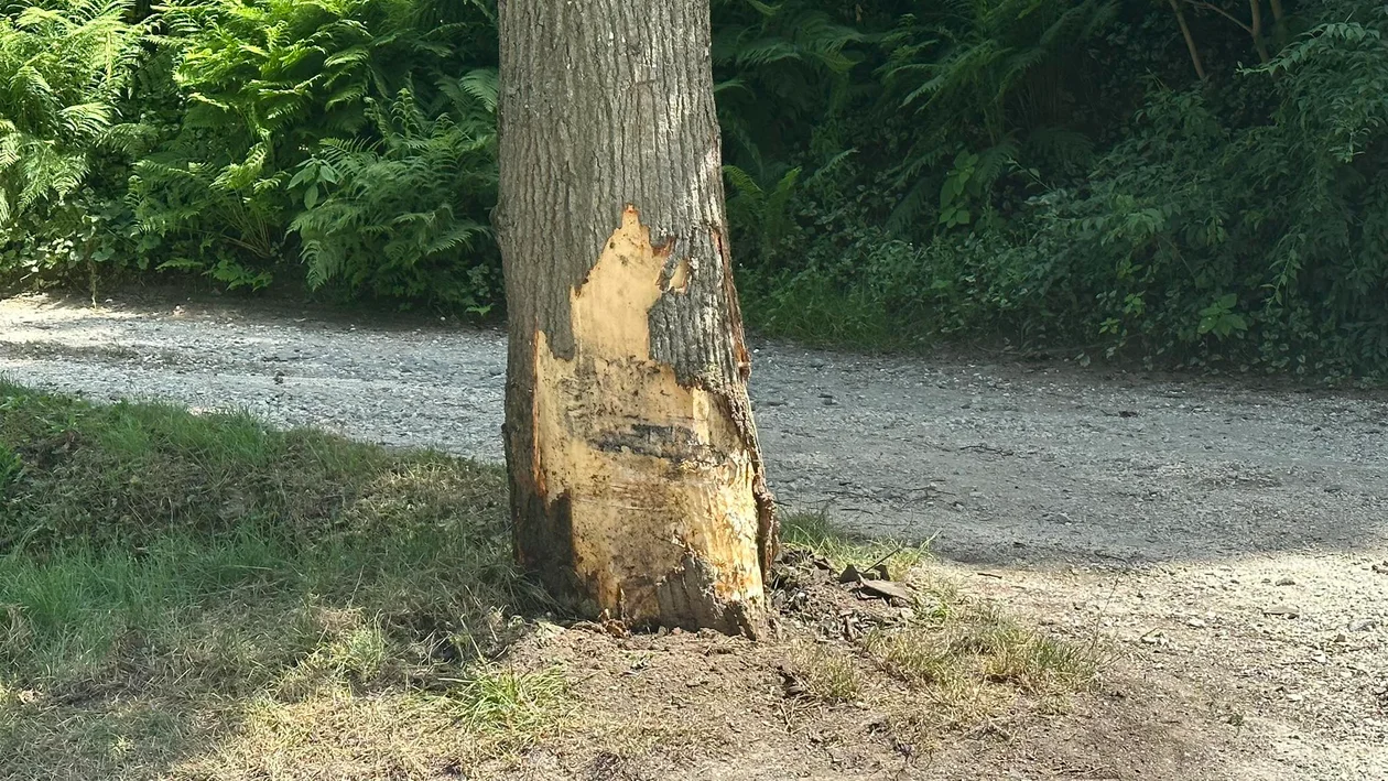 Kierowca volkswagena uderzył w drzewo [zdjęcia]