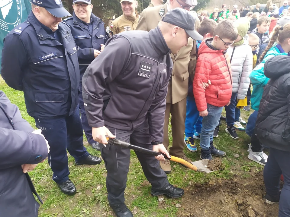 Nowa Ruda. Potomek dębu "Chrobry" rośnie już w parku w Słupcu [zdjęcia]