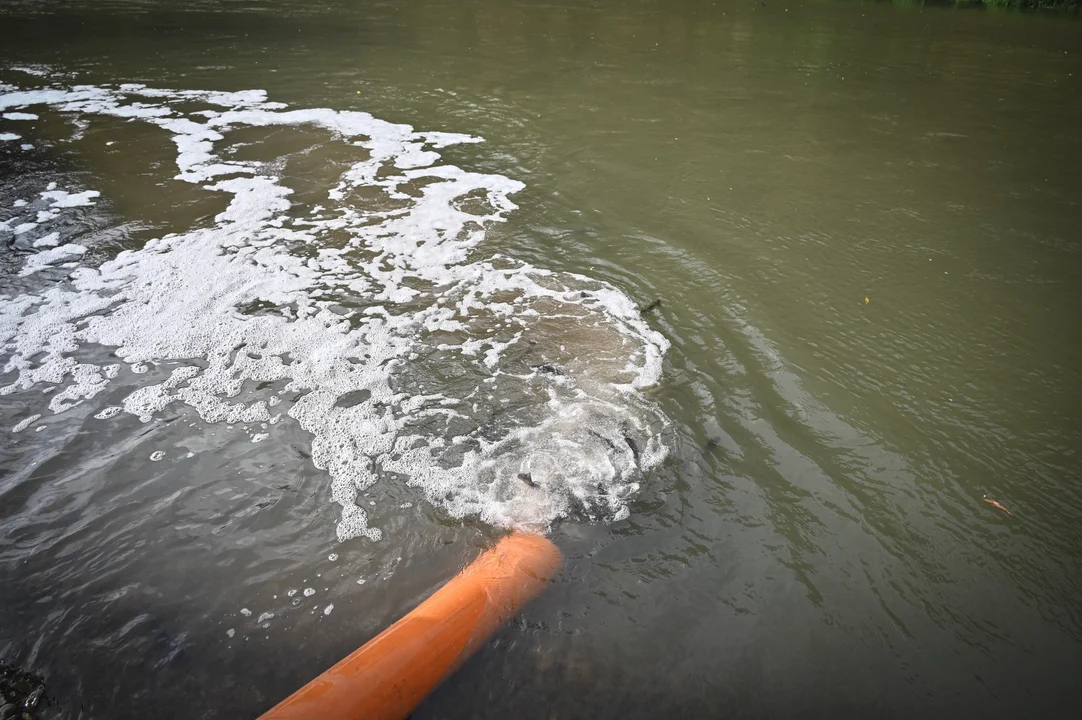 Zarybianie Nysy Kłodzkiej. Do rzeki trafiło ponad 250 kg pstrąga potokowego [zdjęcia]
