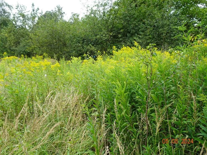 Licytacja komornicza działki w Kłodzku. Cena wywoławcza: 37,5 tys. zł - Zdjęcie główne