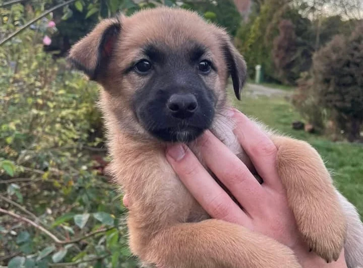 Zwierzęta z TOZ do adopcji - Ząbkowice Śląskie