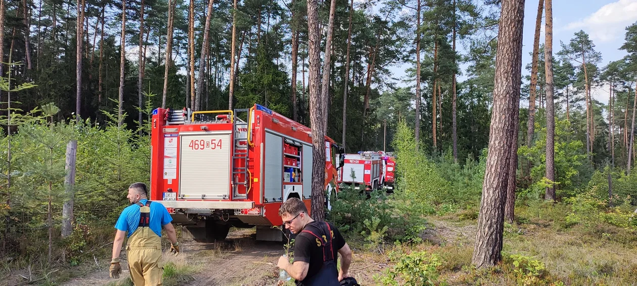 Wolany. Pożar lasu. Spłonęło około pół hektara młodnika i poszycia leśnego