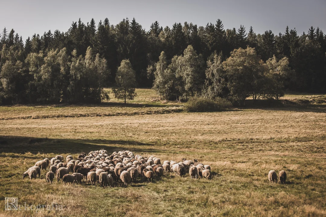 "Skąd się bierze wełna" w Karłowie [galeria]