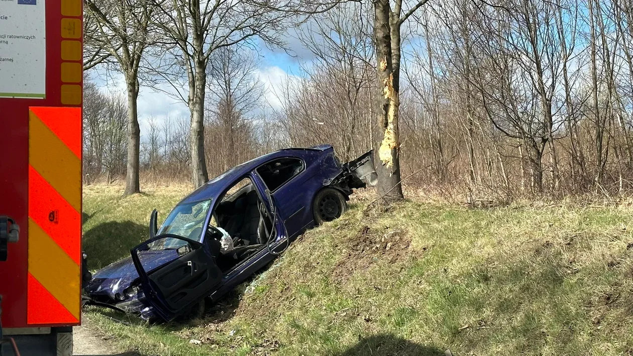 Krajowa ósemka. Kierowca BMW uderzył w przydrożne drzewo [zdjęcia]