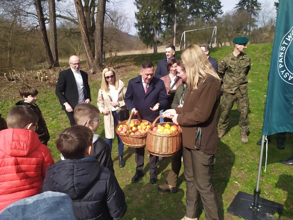 Nowa Ruda. Potomek dębu "Chrobry" rośnie już w parku w Słupcu [zdjęcia]