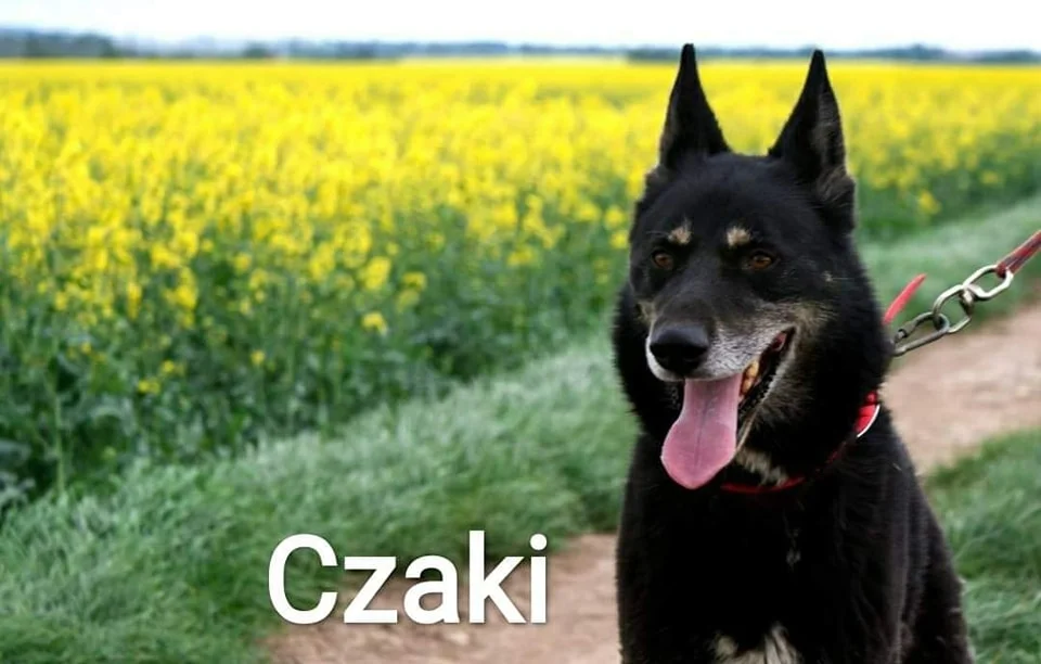 Zwierzaki do wirtualnej adopcji