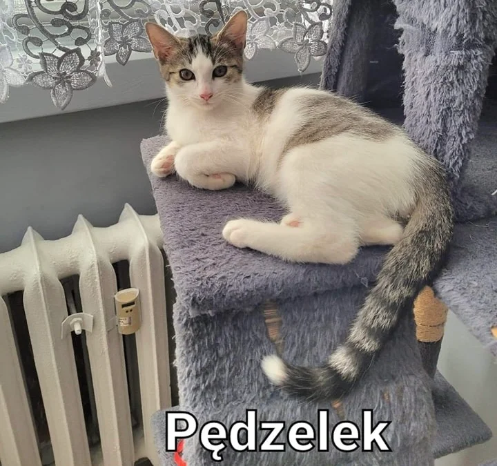 Zwierzęta z TOZ do adopcji - Ząbkowice Śląskie