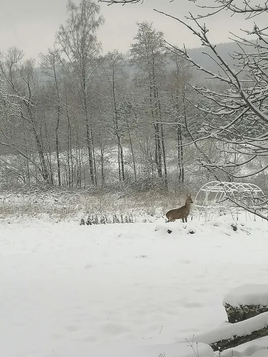 Biało za oknem. Pierwszy śnieg w obiektywie naszych czytelników