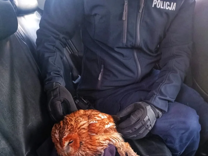 Policyjna pomoc, która ratuje życie. Ranna sowa trafiła w dobre ręce