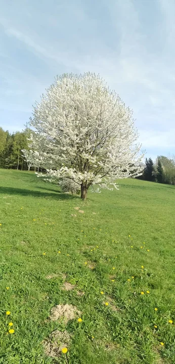 Wiosna w obiektywie naszych czytelników [galeria]