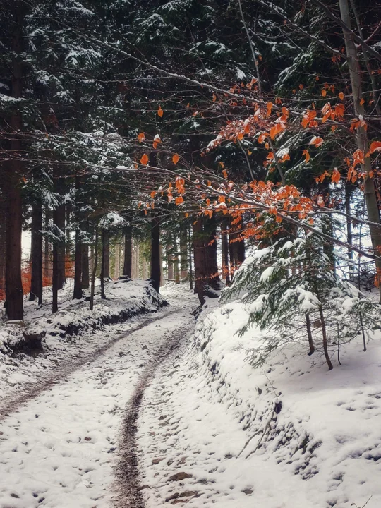 Biało za oknem. Pierwszy śnieg w obiektywie naszych czytelników