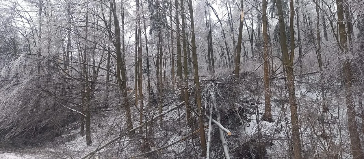 Nadleśnictwo Jugów. Nie są w stanie oszacować strat