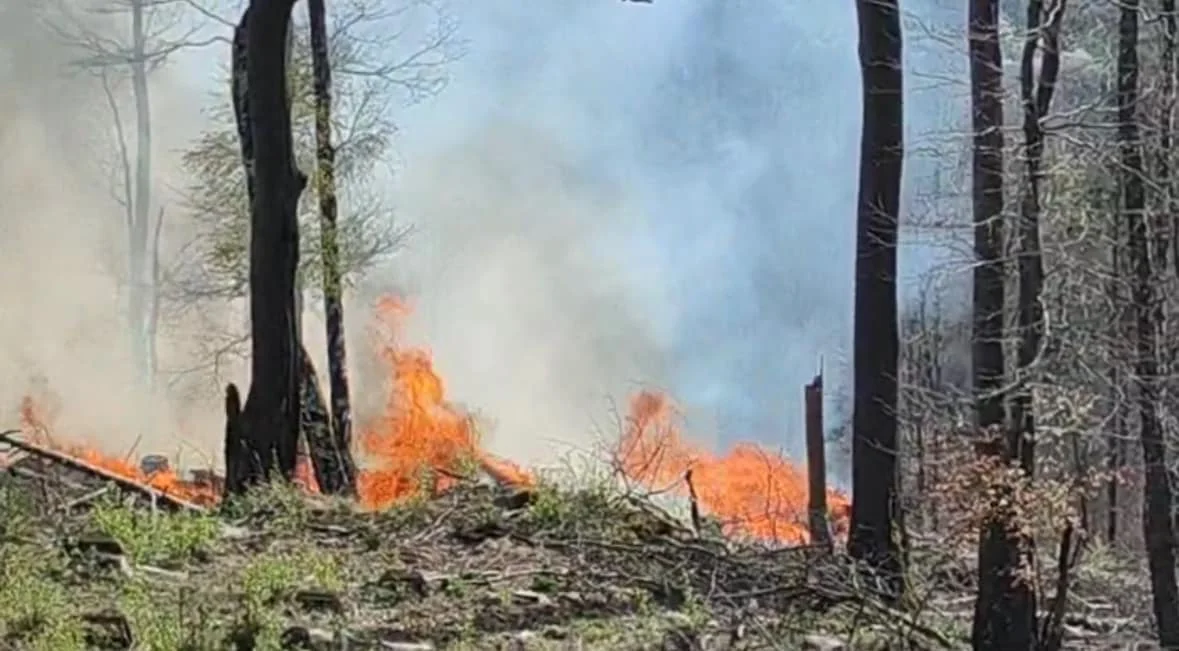 Trwa policyjne śledztwo w sprawie pożaru lasu w okolicach Bielawskiej Polanki - Zdjęcie główne