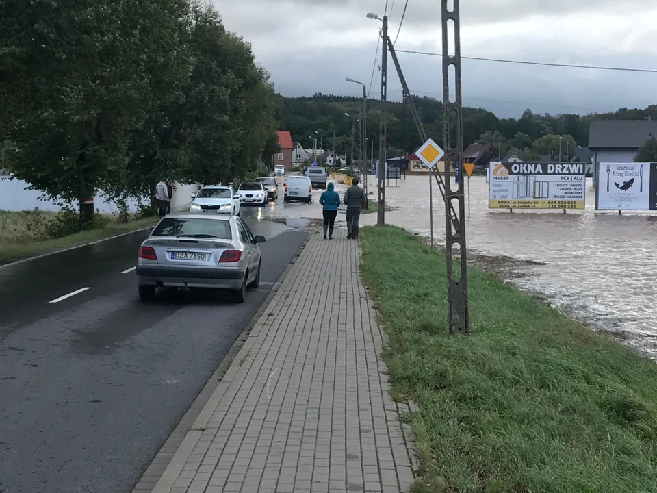 Ścinawka Średnia. Biedronka pod wodą [zdjęcia]