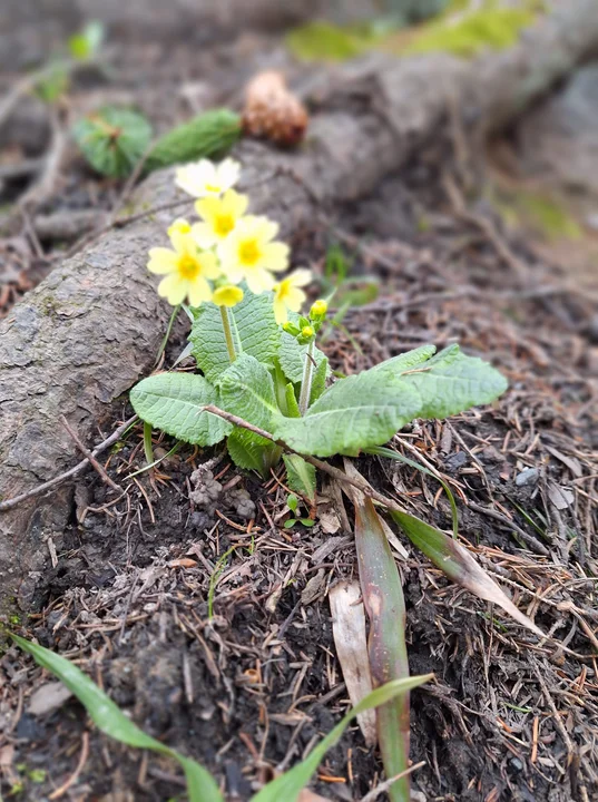 Okiem naszych czytelników. Pierwsze wiosenne zdjęcia