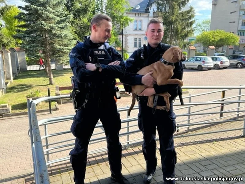 Kłodzko. Powiesił psa na moście. Na ratunek ruszyli policjanci - Zdjęcie główne