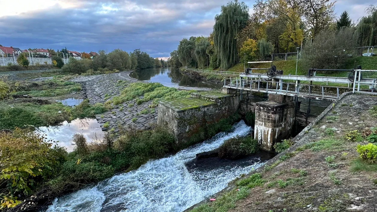 Remont koryta Nysy Kłodzkiej. Trwa wycinka drzew