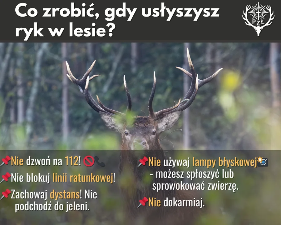 Co to za ryki w lesie? Fascynujący spektakl natury