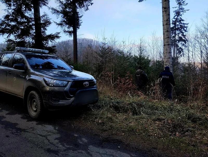 Nie kupuj choinki, zanim tego nie sprawdzisz – może Cię kosztować więcej niż myślisz!