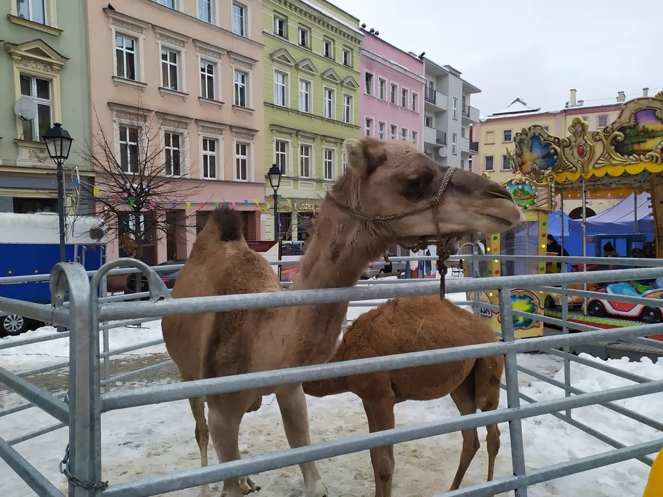 Jarmark Bożonarodzeniowy w Nowej Rudzie - dzień trzeci