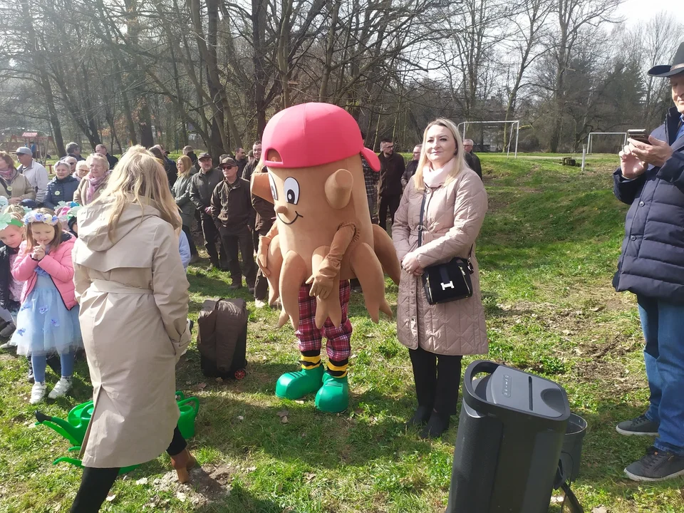 Nowa Ruda. Potomek dębu "Chrobry" rośnie już w parku w Słupcu [zdjęcia]