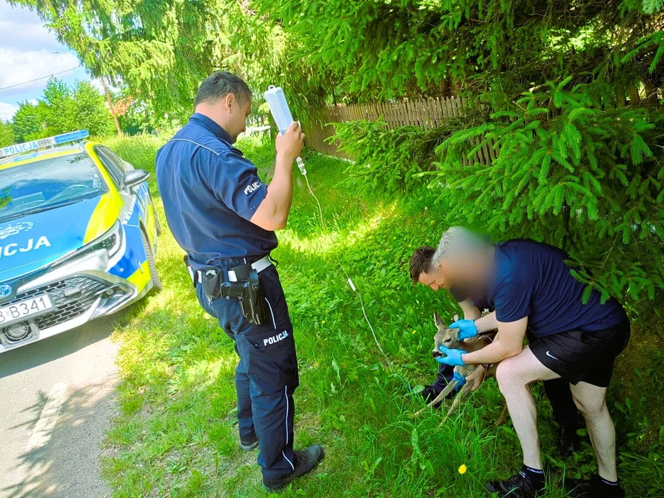 Leżała bez ruchu przy drodze. Mała sarna uratowana
