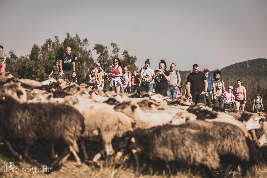 "Skąd się bierze wełna" w Karłowie [galeria]