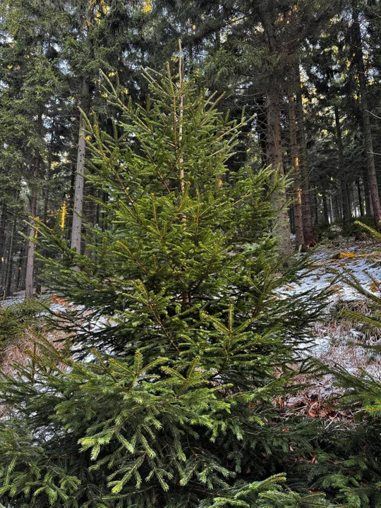 Nowa Ruda. Podczas Jarmarku Bożonarodzeniowego kupisz choinkę od leśników [zdjęcia]