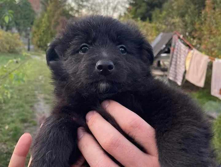 Zwierzęta z TOZ do adopcji - Ząbkowice Śląskie