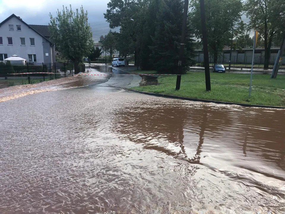 Ścinawka Średnia. Biedronka pod wodą [zdjęcia]