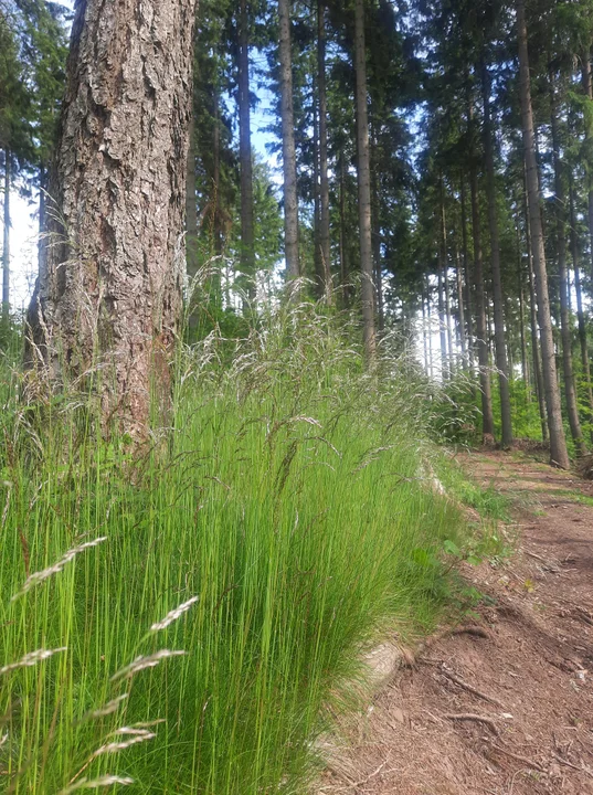 Wiosna w obiektywie naszych czytelników [galeria]